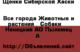 Щенки Сибирской Хаски - Все города Животные и растения » Собаки   . Ненецкий АО,Пылемец д.